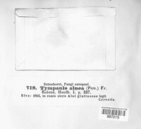 Tympanis alnea image